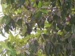 Рудракша.Священное дерево Шивы